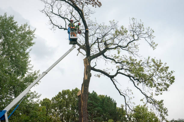 Professional Tree Care in Camden, SC