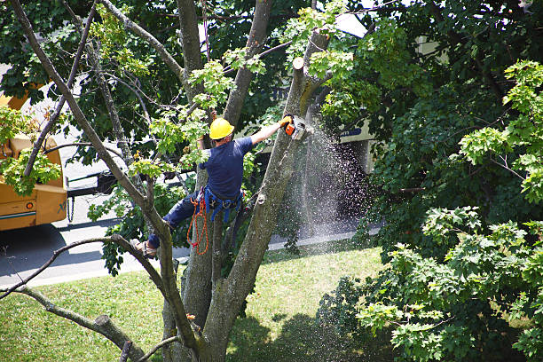 Best Pest Control for Lawns  in Camden, SC