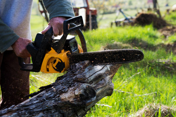 Best Tree Cabling and Bracing  in Camden, SC